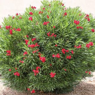 بوته گل خرزهره قرمز