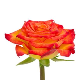 گل رز قرمز و نارنجی