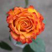 گل رز قرمز و نارنجی از بالا