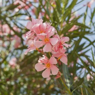 گل خرزهره گلبهی روی درخت