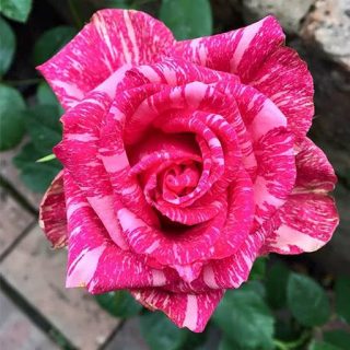گل رز شهابی زیبا