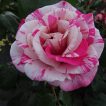 گل رز شهابی زیبا