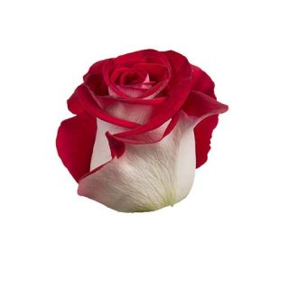 گل رز قرمز و سفید