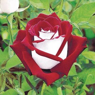 گل رز قرمز و سفید زیبا