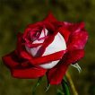 گل رز قرمز و سفید