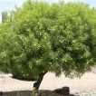 درخت گل خرزهره زرد