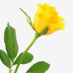گل رز زرد
