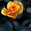 گل رز زرد زیبا