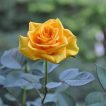 گل رز زرد همراه برگ هایش