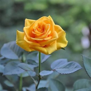 گل رز زرد همراه برگ هایش