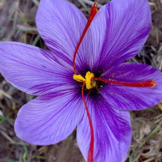 گل زعفران زیبا