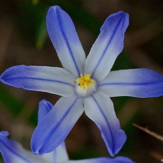 گل شینودوکسا