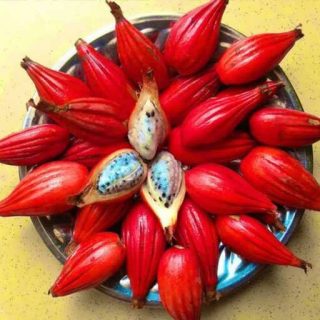 میوه افرامومام انگاستفولیوم