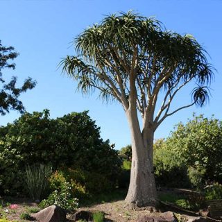 درخت آلوئه
