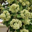 گل های درخت تخته سیاه