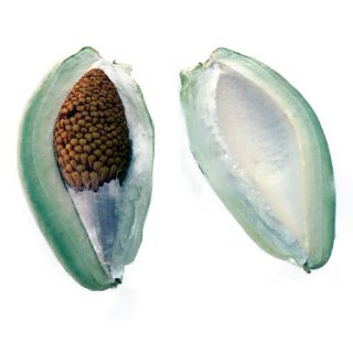 اروئیجیا سریسیفرا