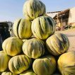 خربزه بلخی تازه