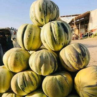 خربزه بلخی تازه