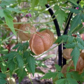 میوه بالون عشق