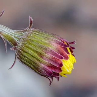غنچه گل پای خر