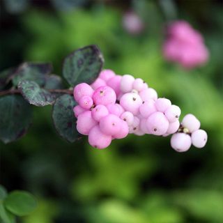 گل کورال بری