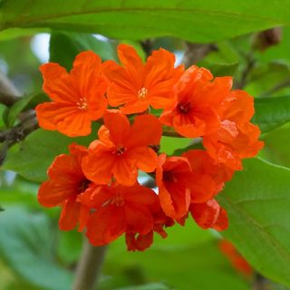 گل درخت گل کوردیا