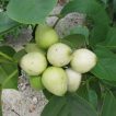 میوه درخت گل کوردیا