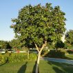درخت گل کوردیا
