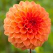 گل کوکب نارنجی