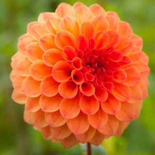 گل کوکب نارنجی