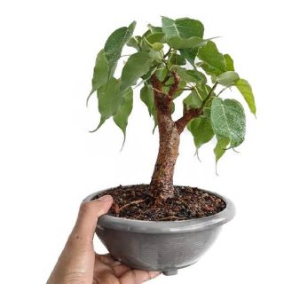 درخت انجیر معابد