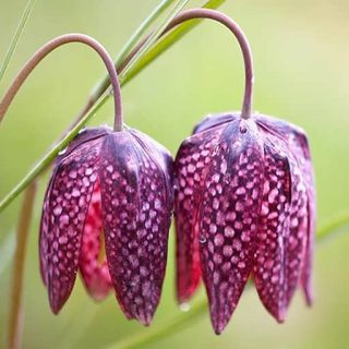 لاله واژگون