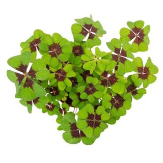 اگزالیس تترافیلا سبز