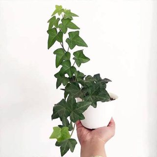 پاپیتال (عشقه)