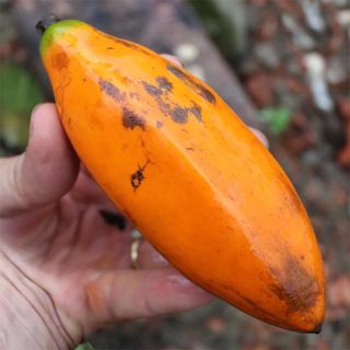 جاکاراتیا دیجیتاتا در دست