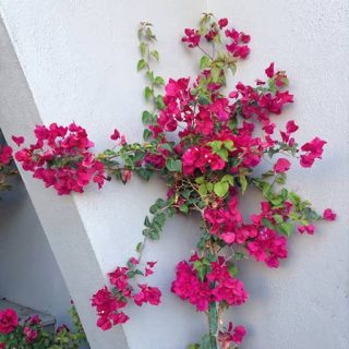 خزنده مکزیکی