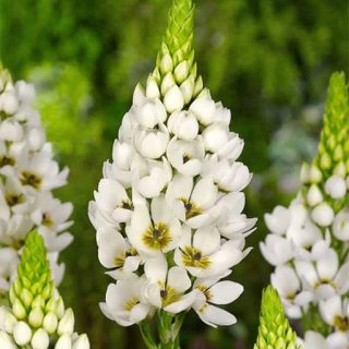 گل شیر مرغ ارگانیک