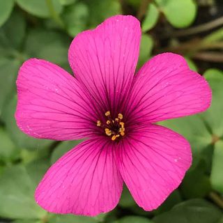 گل اگزالیس آرتیکیولیتا