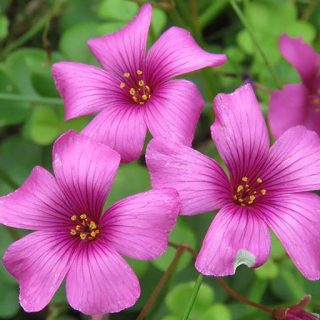 گل اگزالیس آرتیکیولیتا زیبا