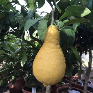 میوه لیموترش گلابی