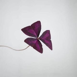 اگزالیس تترافیلا بنفش