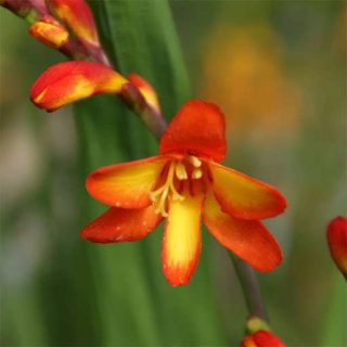 گل زنبق زعفرانی