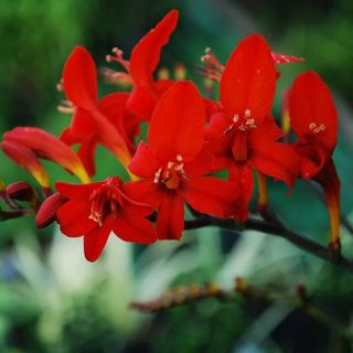 گل زنبق زعفرانی