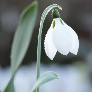 گل برفی زیبا