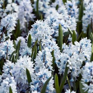 مزرعه گل قرقره راه راه