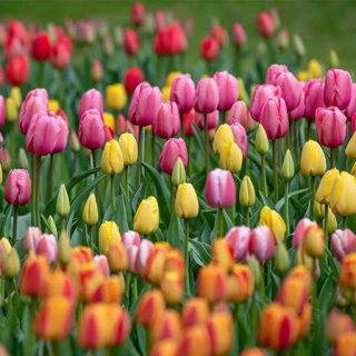 لاله ایرانی