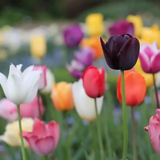 گل های لاله ایرانی