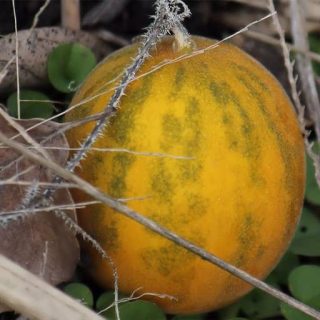 ملون وحشی ماسک