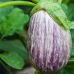 بادمجان زبرا دلمه ای ارگانیک