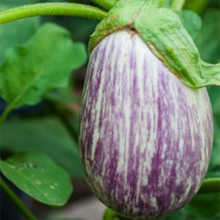 بادمجان زبرا دلمه ای ارگانیک